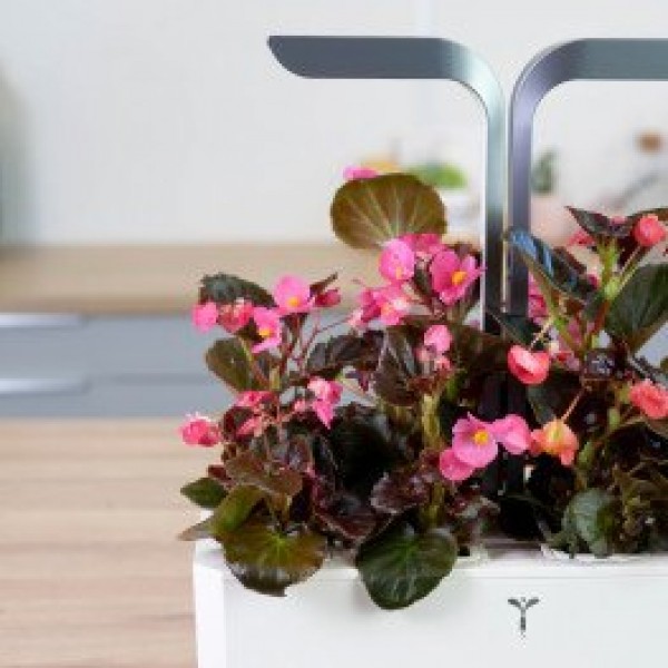 VERITABLE Lingot® Begonia - Ядлива Бегония