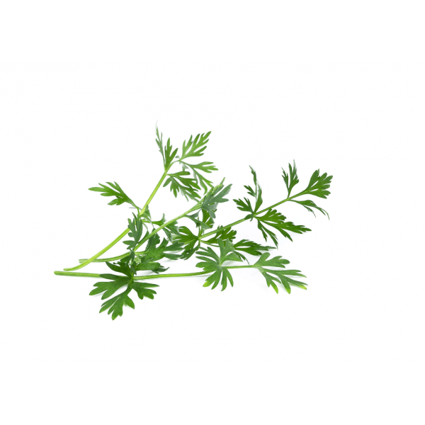 VERITABLE Lingot® Cumin - Кимион