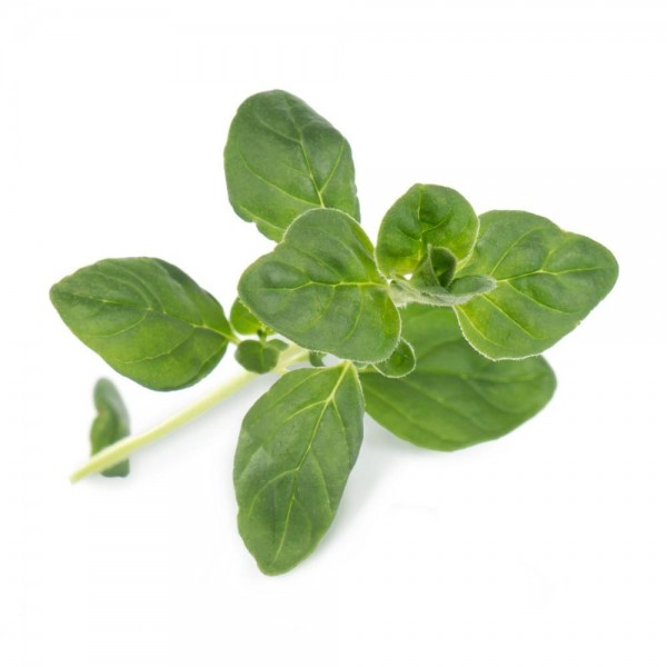 VERITABLE Lingot® Oregano Organic - Риган