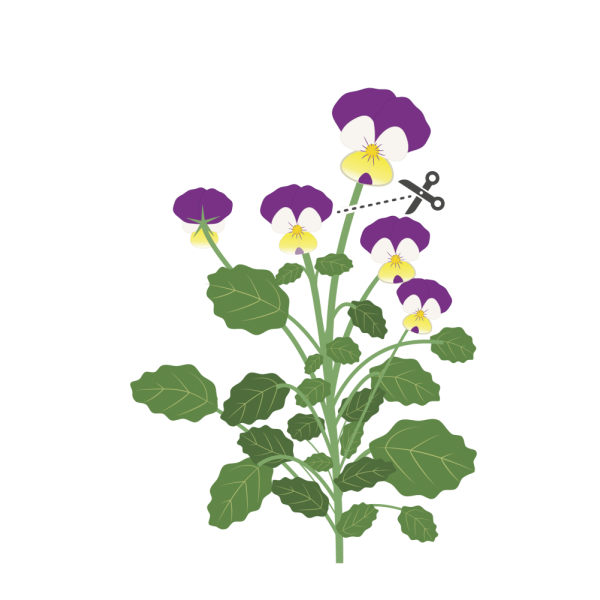 VERITABLE Lingot® Pansy Organic - Трицветна Теменужка