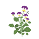 VERITABLE Lingot® Pansy Organic - Трицветна Теменужка