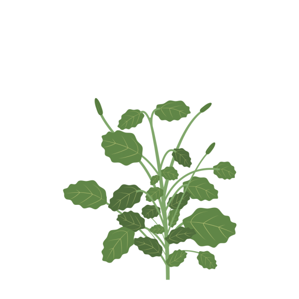VERITABLE Lingot® Pansy Organic - Трицветна Теменужка