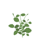 VERITABLE Lingot® Pansy Organic - Трицветна Теменужка
