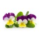 VERITABLE Lingot® Pansy Organic - Трицветна Теменужка