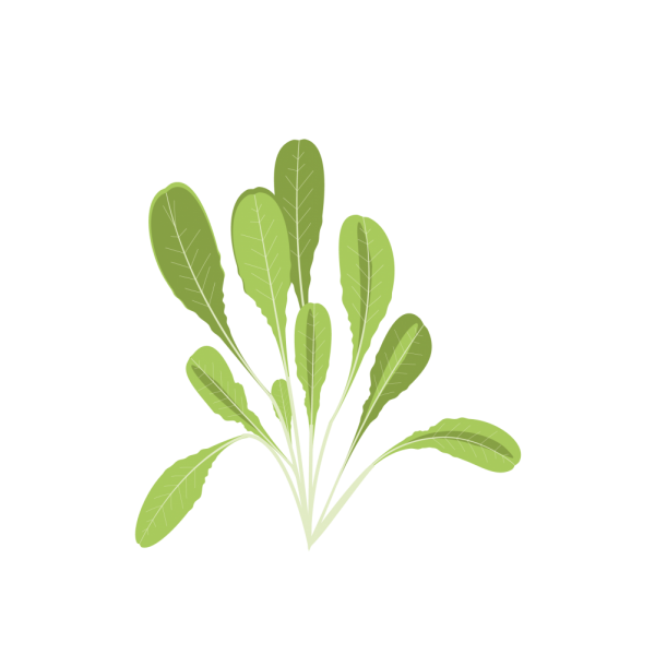 VERITABLE Lingot® Romaine Lettuce - Салата