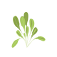 VERITABLE Lingot® Romaine Lettuce - Салата