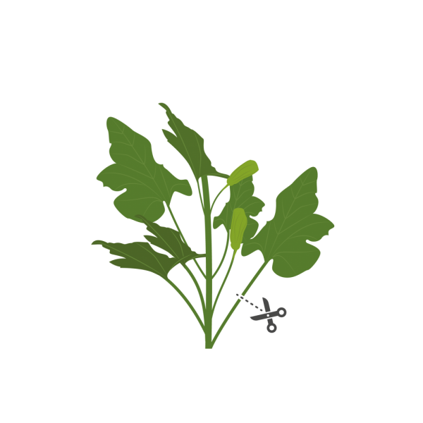 VERITABLE Lingot® Zucchini Flowers Organic - Цвят от Тиква