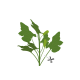 VERITABLE Lingot® Zucchini Flowers Organic - Цвят от Тиква