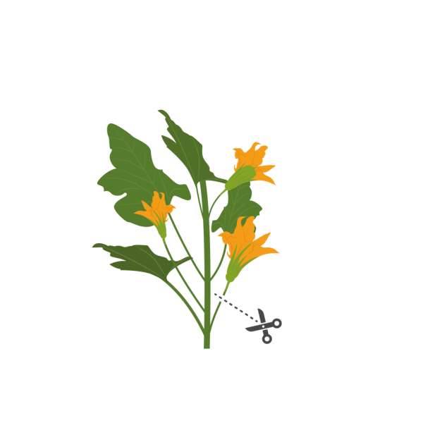 VERITABLE Lingot® Zucchini Flowers Organic - Цвят от Тиква