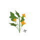 VERITABLE Lingot® Zucchini Flowers Organic - Цвят от Тиква