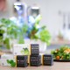 VERITABLE Lingot® Lovage - Девесил