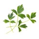 VERITABLE Lingot® Lovage - Девесил