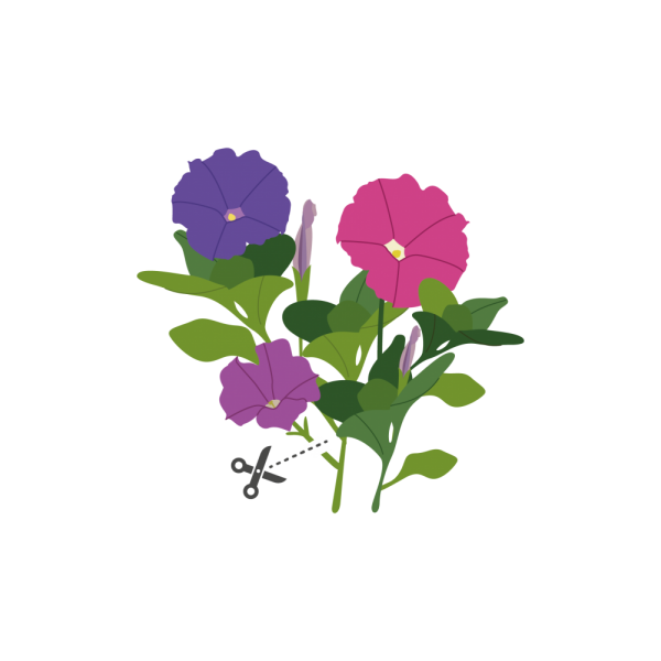 VERITABLE Lingot® Petunia - Ядлива Петуния