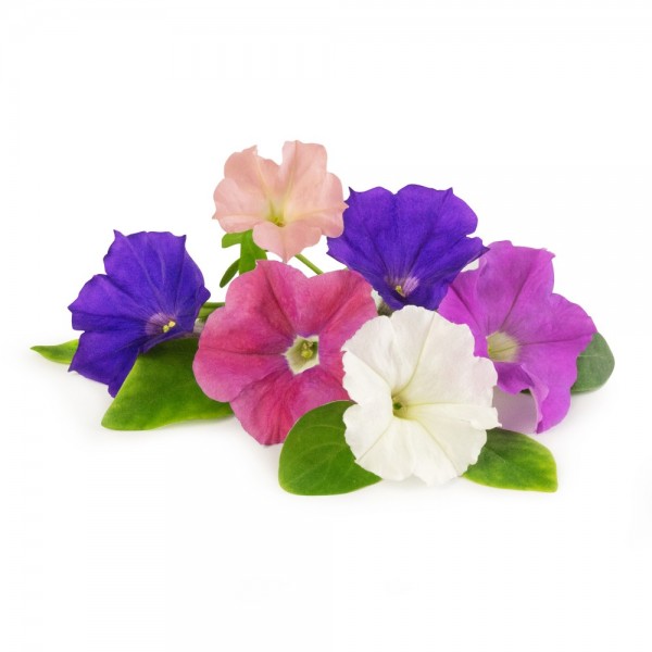 VERITABLE Lingot® Petunia - Ядлива Петуния