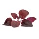 VERITABLE Lingot® Red Orach - Червен френски спанак