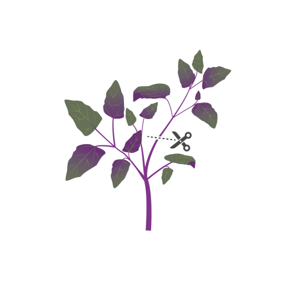 VERITABLE Lingot® Red Orach - Червен френски спанак