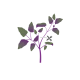 VERITABLE Lingot® Red Orach - Червен френски спанак