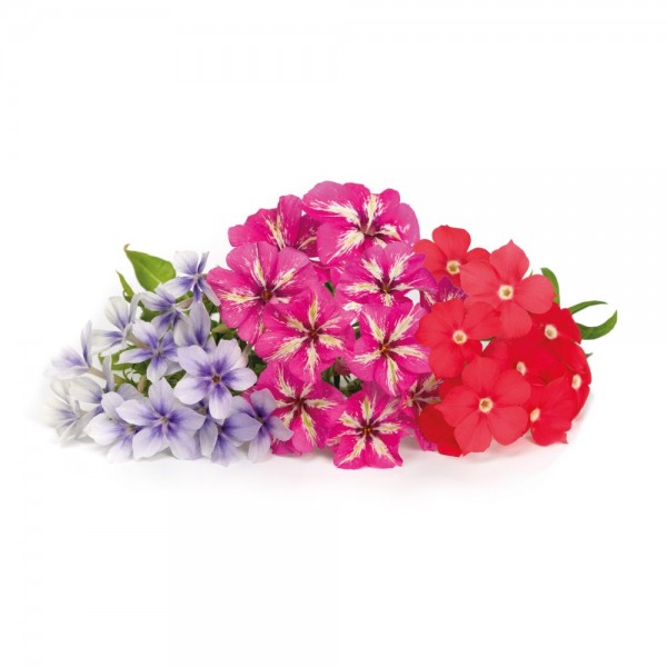 VERITABLE Lingot® Phlox - Ядлив Флокс