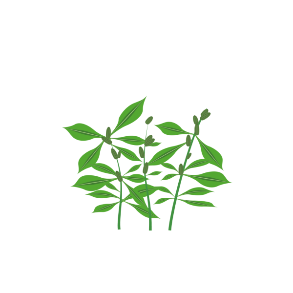 VERITABLE Lingot® Phlox - Ядлив Флокс