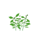 VERITABLE Lingot® Phlox - Ядлив Флокс