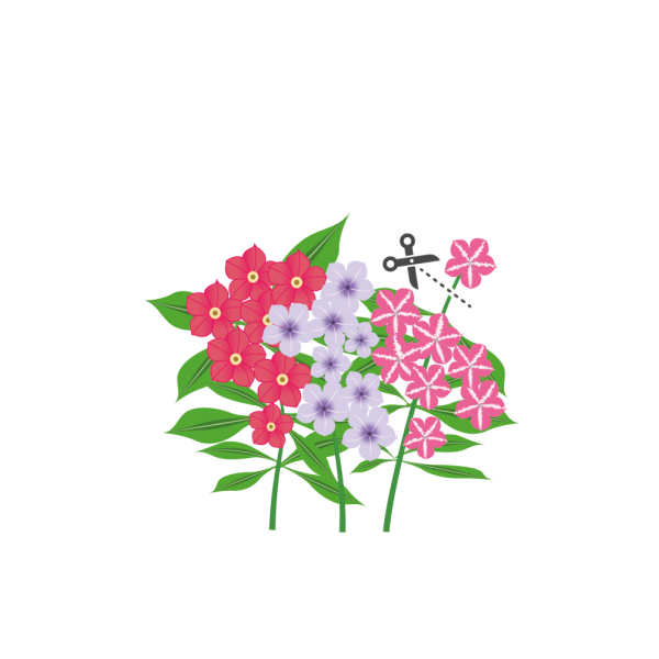VERITABLE Lingot® Phlox - Ядлив Флокс