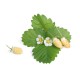 VERITABLE Подаръчен сет “STRAWBERRIES“ с 4 бр. пълнители Lingot® и четчица за опрашване