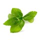 VERITABLE Lingot® Cinnamon Basil Organic - Канелен Босилек