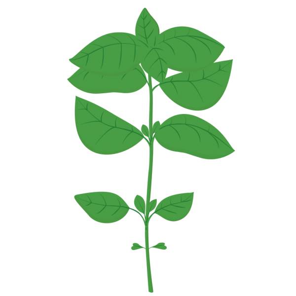 VERITABLE Lingot® Cinnamon Basil Organic - Канелен Босилек
