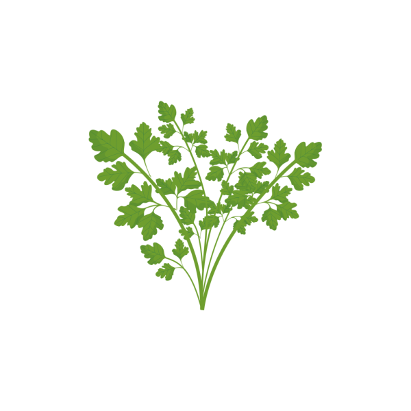 VERITABLE Lingot® Flat Parsley Organic - Плосък Магданоз