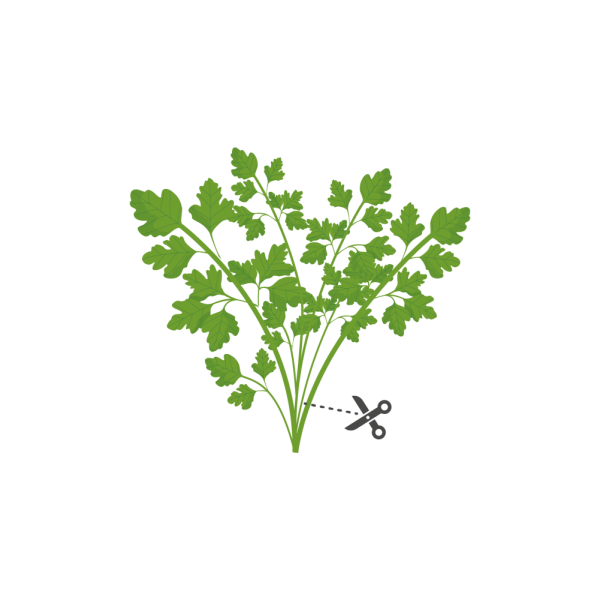 VERITABLE Lingot® Flat Parsley Organic - Плосък Магданоз