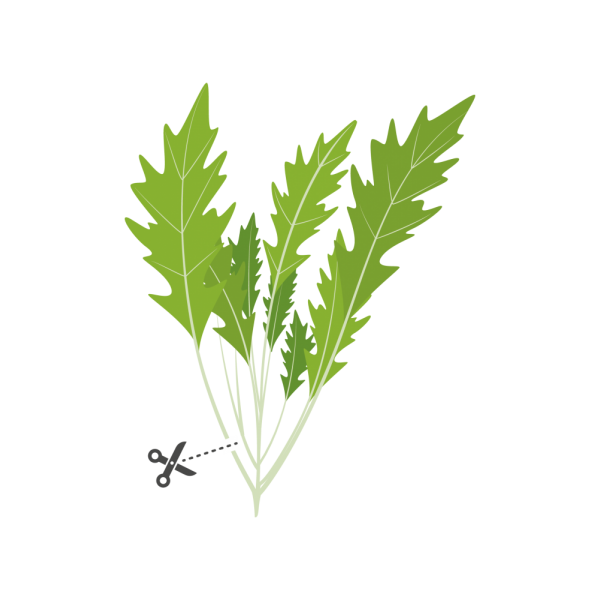 VERITABLE Lingot® Mizuna Organic - Японска салата Мизуна