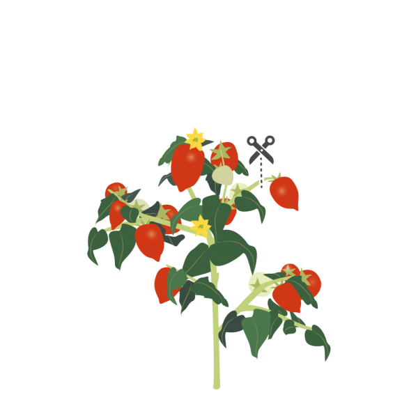 VERITABLE Lingot® Red Cherry tomato - Червени чери домати