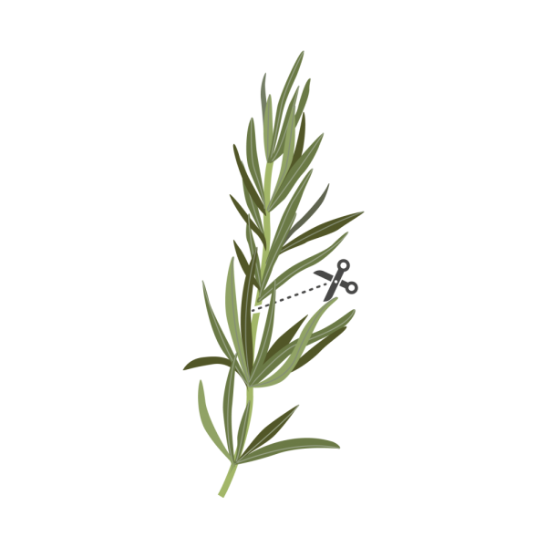 VERITABLE Lingot® Rosemary - Розмарин