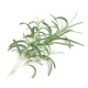 VERITABLE Lingot® Rosemary - Розмарин