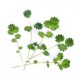 VERITABLE Lingot® Salad Burnet Organic - Салата Бърнет