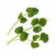 VERITABLE Lingot® Green Anise - Зелен анасон