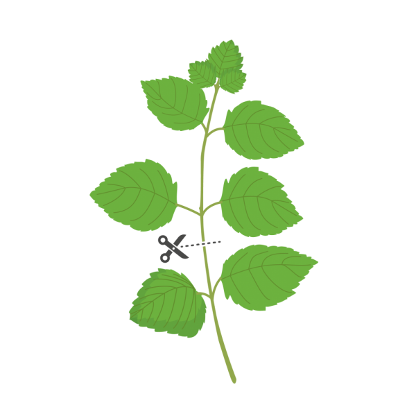 VERITABLE Lingot® Icy Mint Organic - Ледена Мента