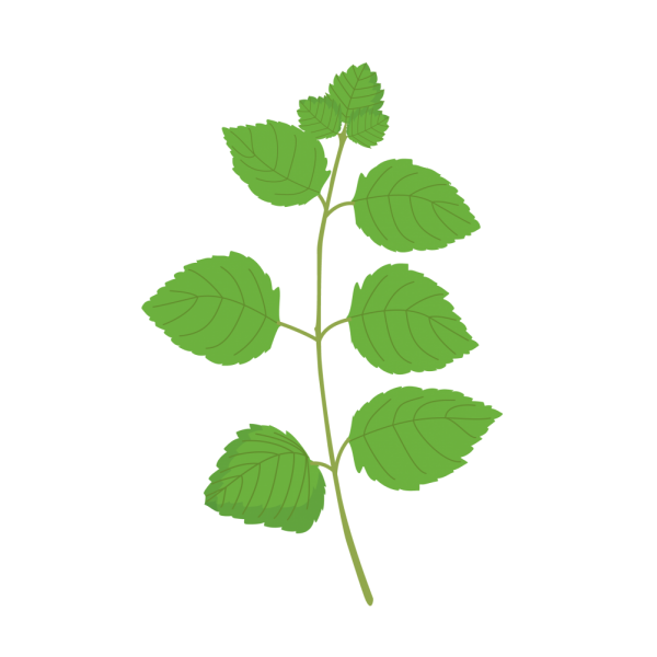 VERITABLE Lingot® Icy Mint Organic - Ледена Мента