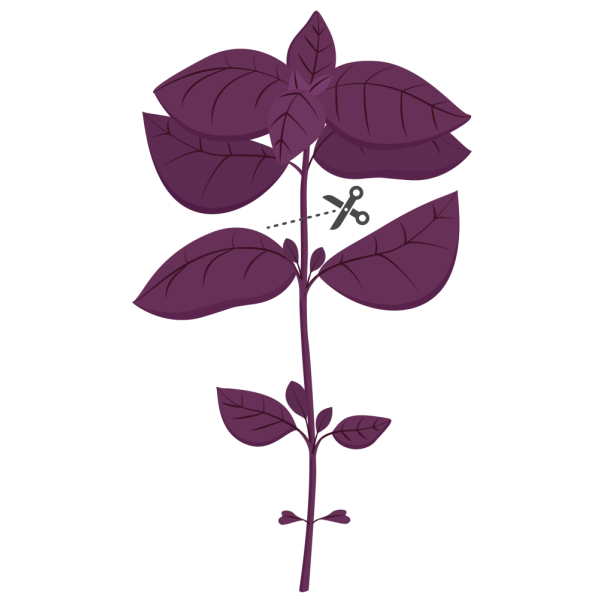 VERITABLE Lingot® Purple Basil Organic - Лилав Босилек