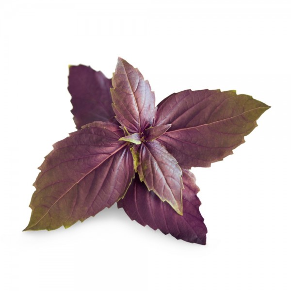 VERITABLE Lingot® Purple Basil Organic - Лилав Босилек