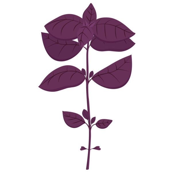 VERITABLE Lingot® Purple Basil Organic - Лилав Босилек
