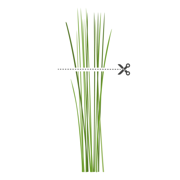 VERITABLE Lingot® Chives Organic - Див лук (Шивес)