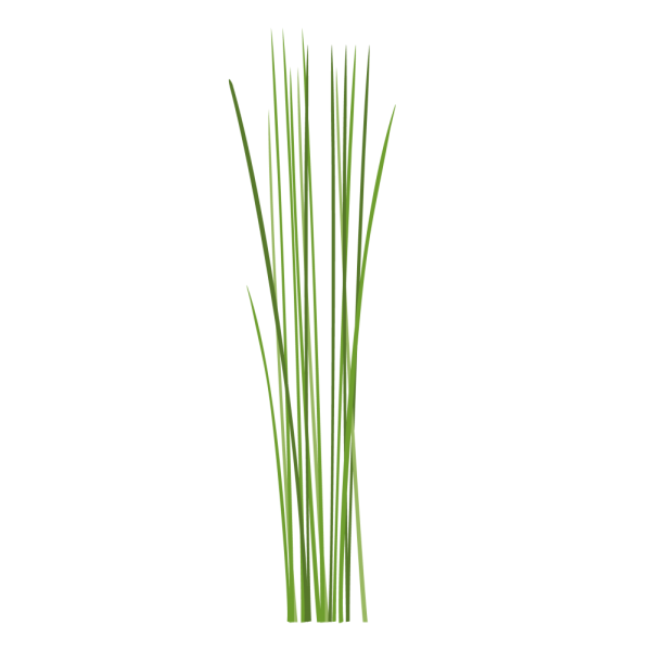 VERITABLE Lingot® Chives Organic - Див лук (Шивес)