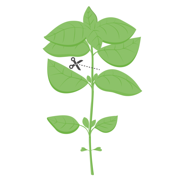 VERITABLE Lingot® Lemon Basil Organic - Лимонен Босилек