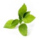 VERITABLE Lingot® Lemon Basil Organic - Лимонен Босилек