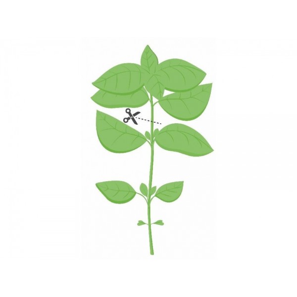 VERITABLE Lingot® Mammoth Basil Organic - Босилек Мамут