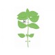 VERITABLE Lingot® Mammoth Basil Organic - Босилек Мамут