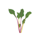 VERITABLE Lingot® Swiss Chard Organic - Манголд