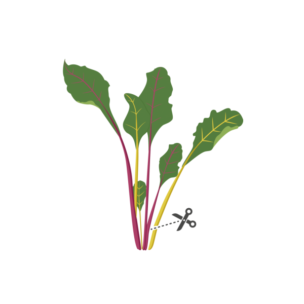 VERITABLE Lingot® Swiss Chard Organic - Манголд