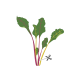 VERITABLE Lingot® Swiss Chard Organic - Манголд